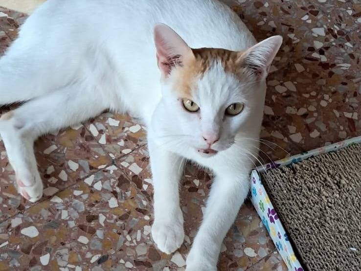 Adotta un gatto, taglia non valida, maschio, Milano
