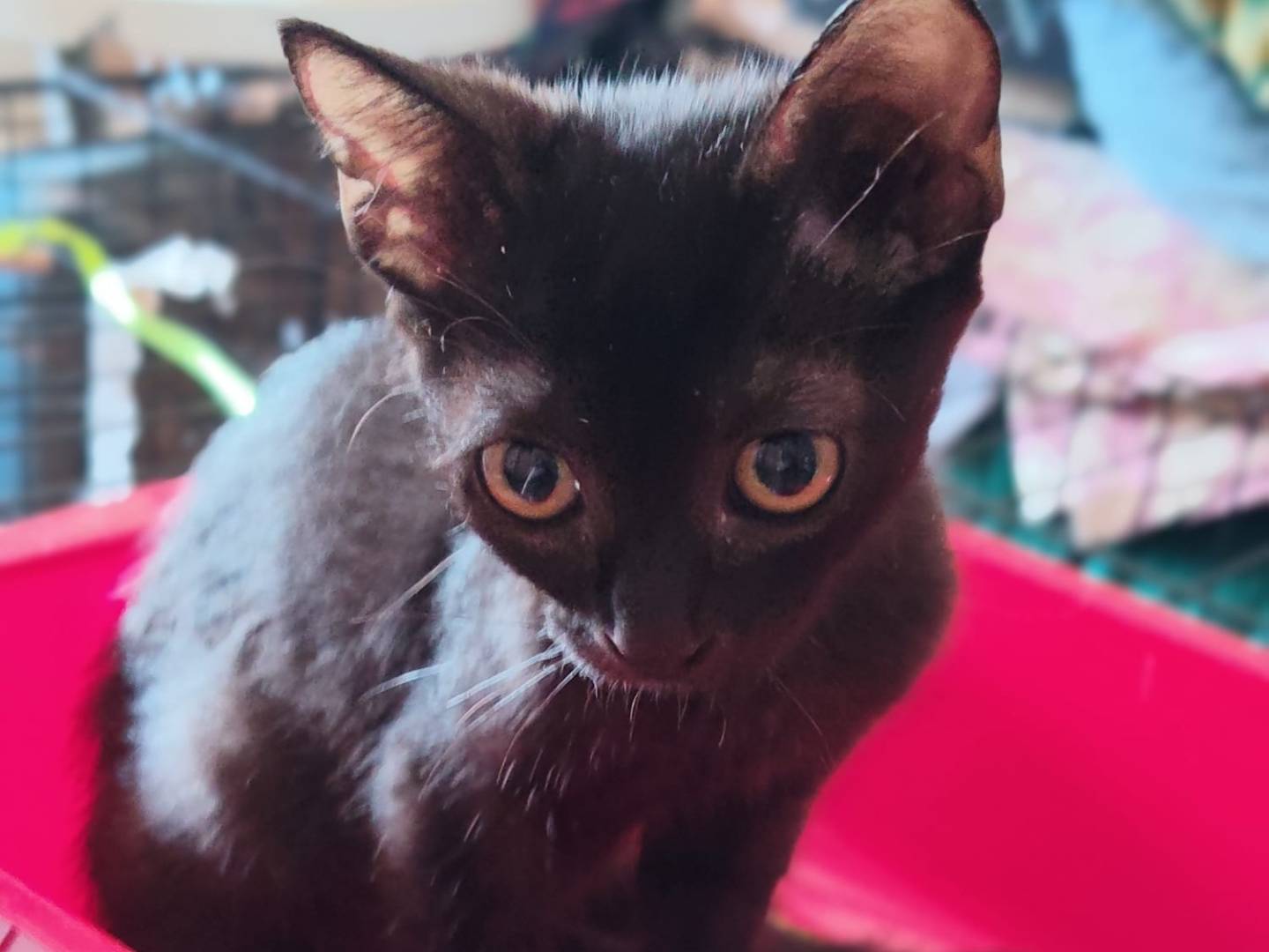 Adozione gatto, maschio, Razza sconosciuta Razza sconosciuta, 2 mesi, taglia non valida, Milano
