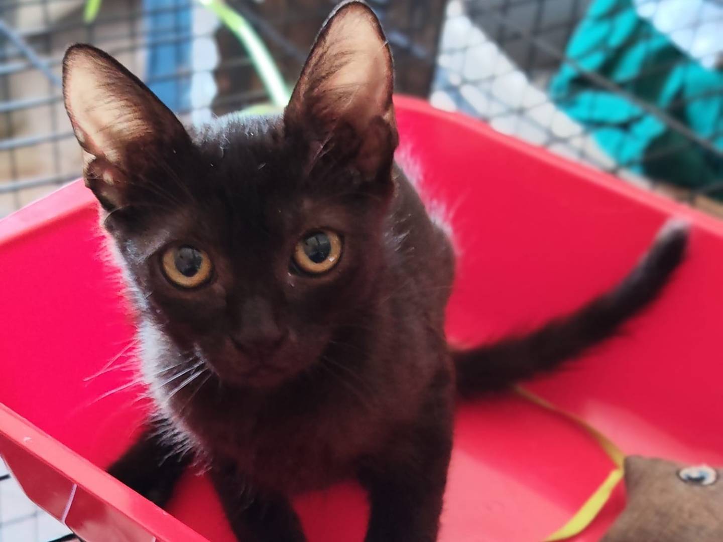 Adotta un gatto, maschio, 2 mesi, Milano