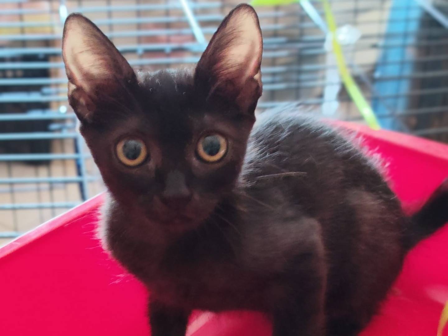 Adotta un gatto, taglia non valida, maschio, Milano