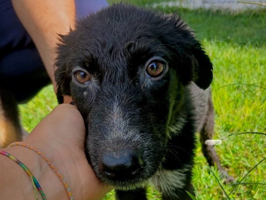 Adozione cane, femmina, Razza sconosciuta Razza sconosciuta, 4 mesi, taglia media, Crotone