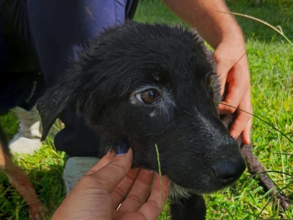 Adotta un cane, femmina, 4 mesi, Crotone