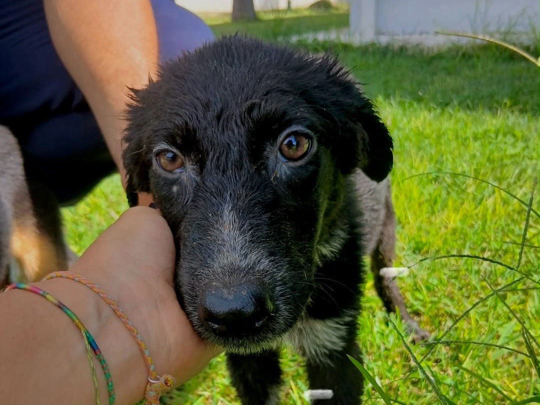 Adotta un cane, taglia media, femmina, Crotone