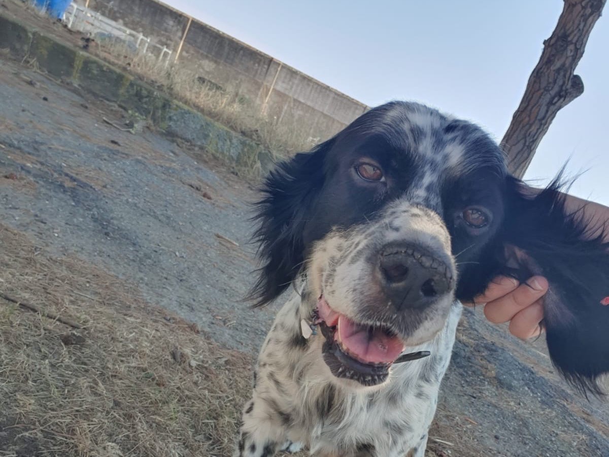 Adozione cane, femmina, Razza sconosciuta Setter Inglese, 9 anni, taglia media, Crotone