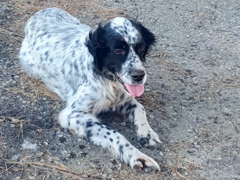 Adotta un cane, femmina, 9 anni, Crotone