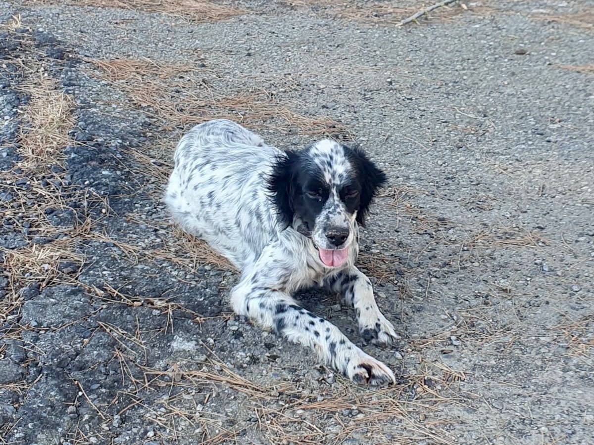 Adotta un cane, taglia media, femmina, Crotone