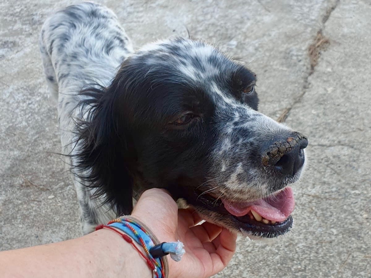 Vuoi adottare un cane a Crotone?