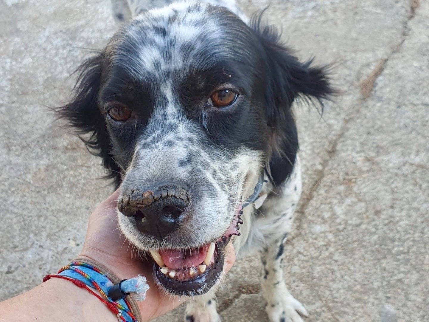 Adotta il cane Thea  a Crotone
