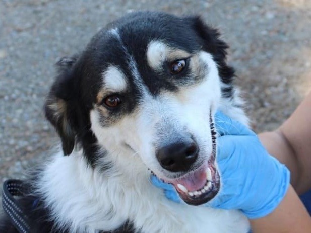 Adozione cane, femmina, Razza sconosciuta Razza sconosciuta, 1 anno e 2 mesi, taglia media, Crotone