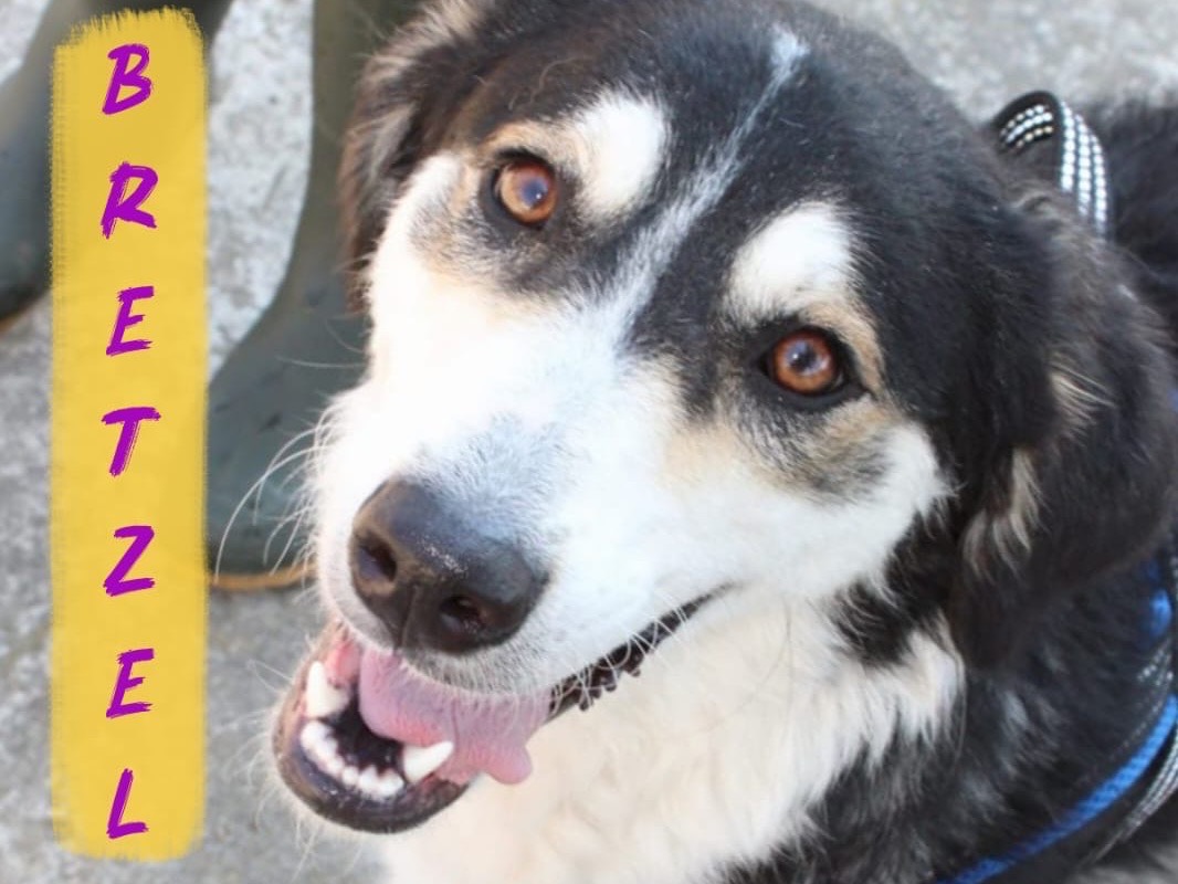 Adotta un cane, femmina, 1 anno e 2 mesi, Crotone