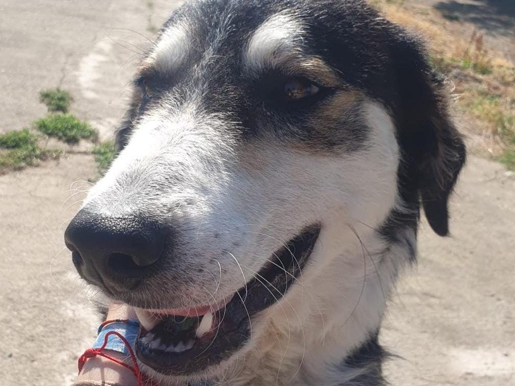 Adotta un cane, taglia media, femmina, Crotone
