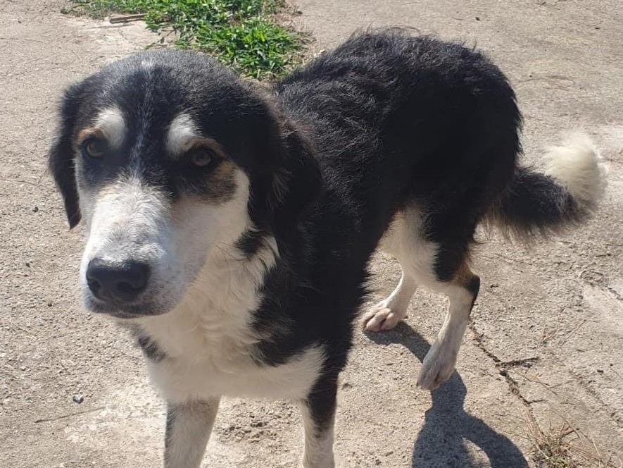 Vuoi adottare un cane a Crotone?