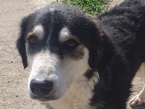Adotta il cane Bretzel a Crotone