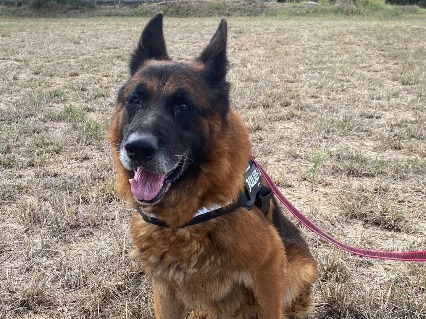 Adozione cane, maschio, Pastore tedesco Razza sconosciuta, 9 anni e 8 mesi, taglia grande, Piacenza