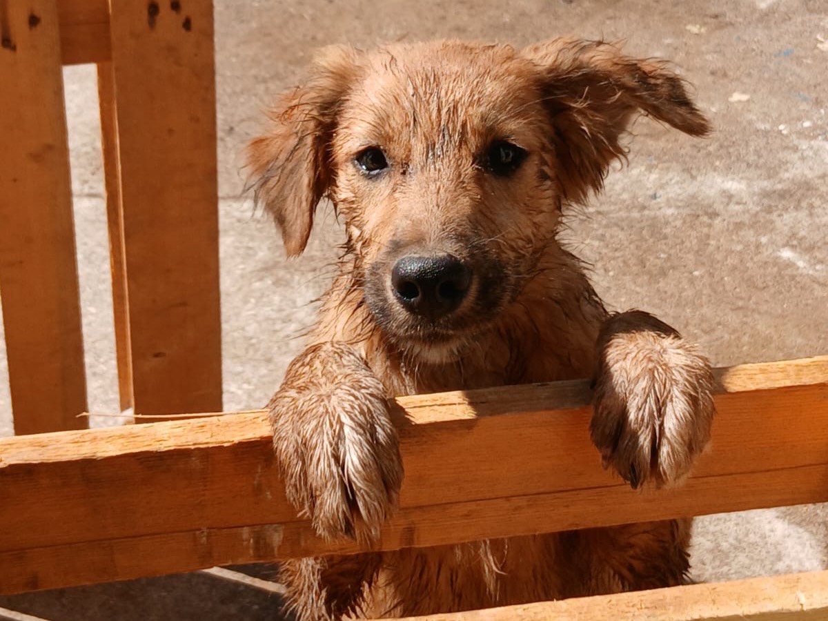 Adozione cane, femmina, Razza sconosciuta Razza sconosciuta, 3 mesi, taglia media, Crotone