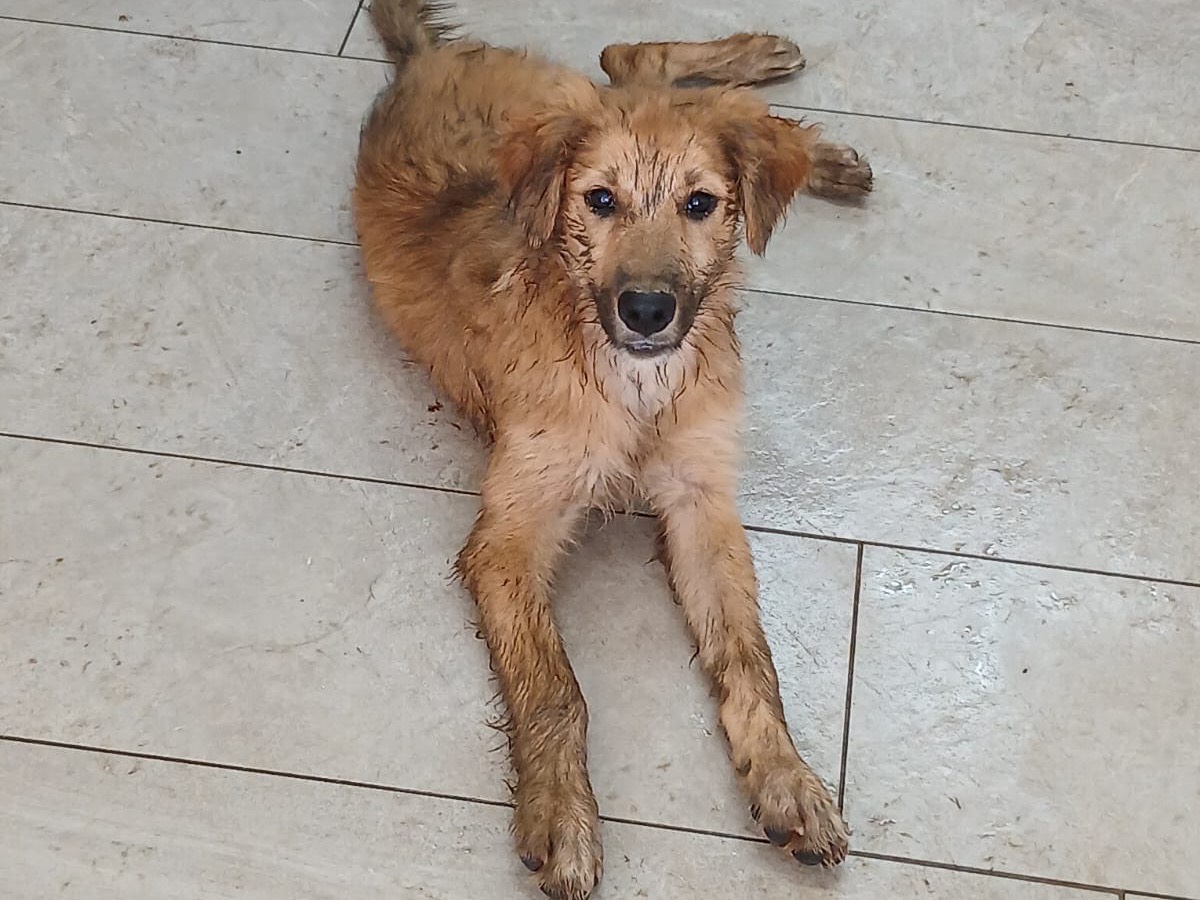 Adotta un cane, femmina, 3 mesi, Crotone