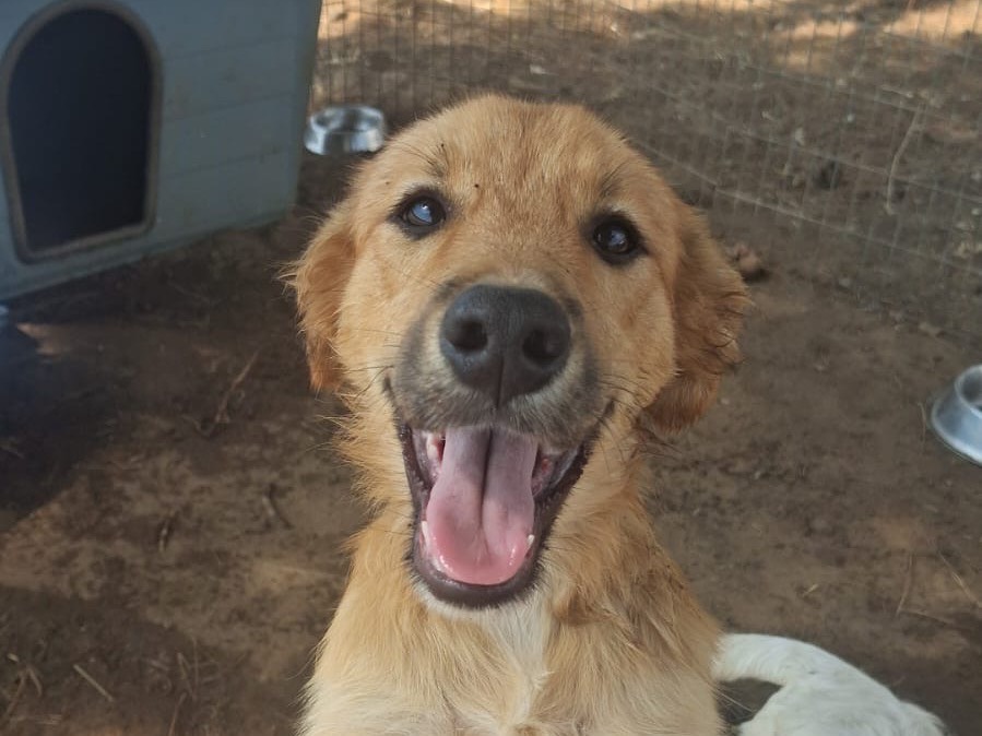 Adotta un cane, taglia media, femmina, Crotone