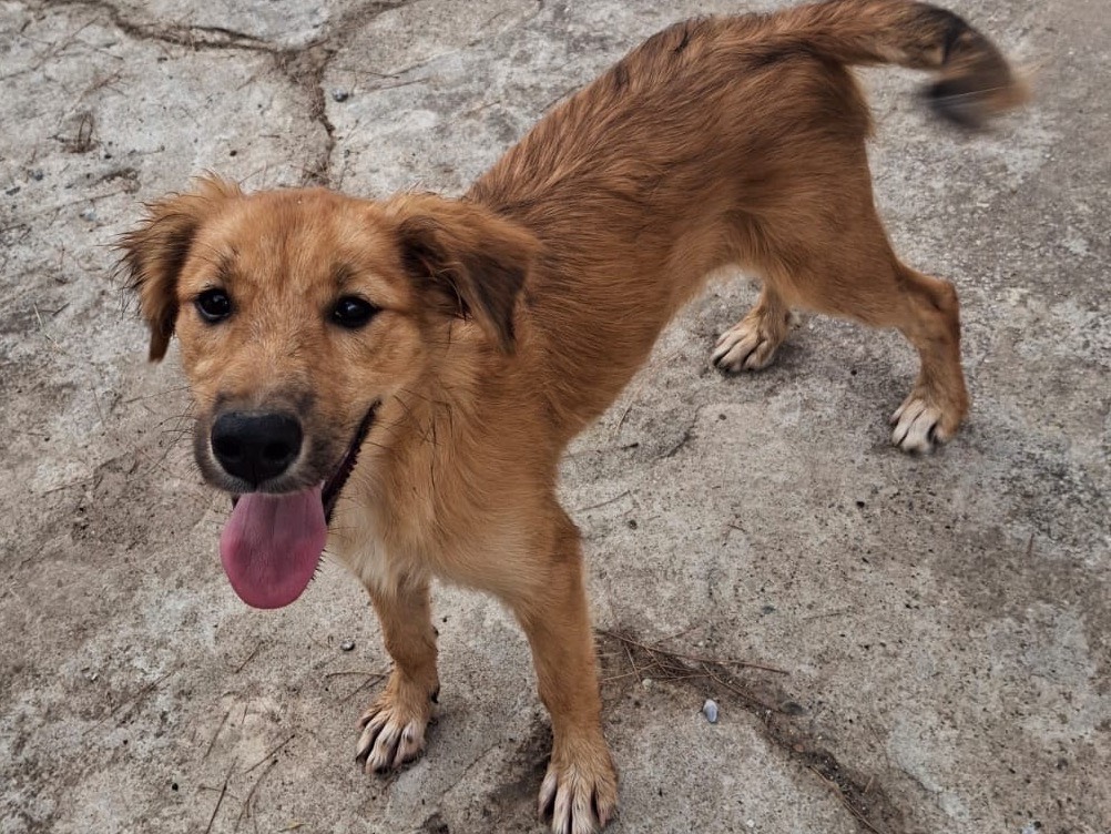Vuoi adottare un cane a Crotone?