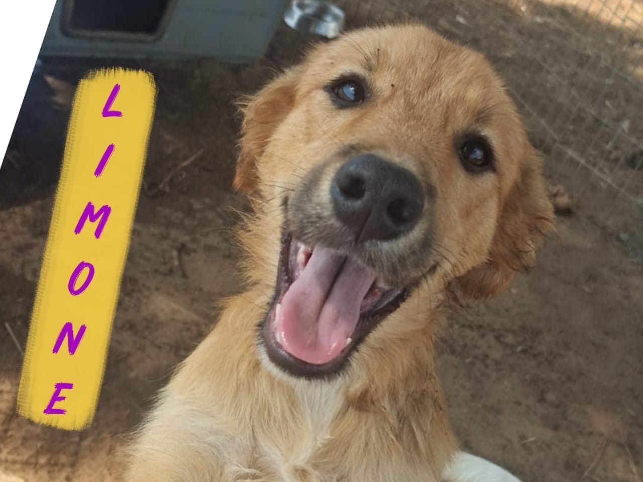 Adotta il cane Limone  a Crotone