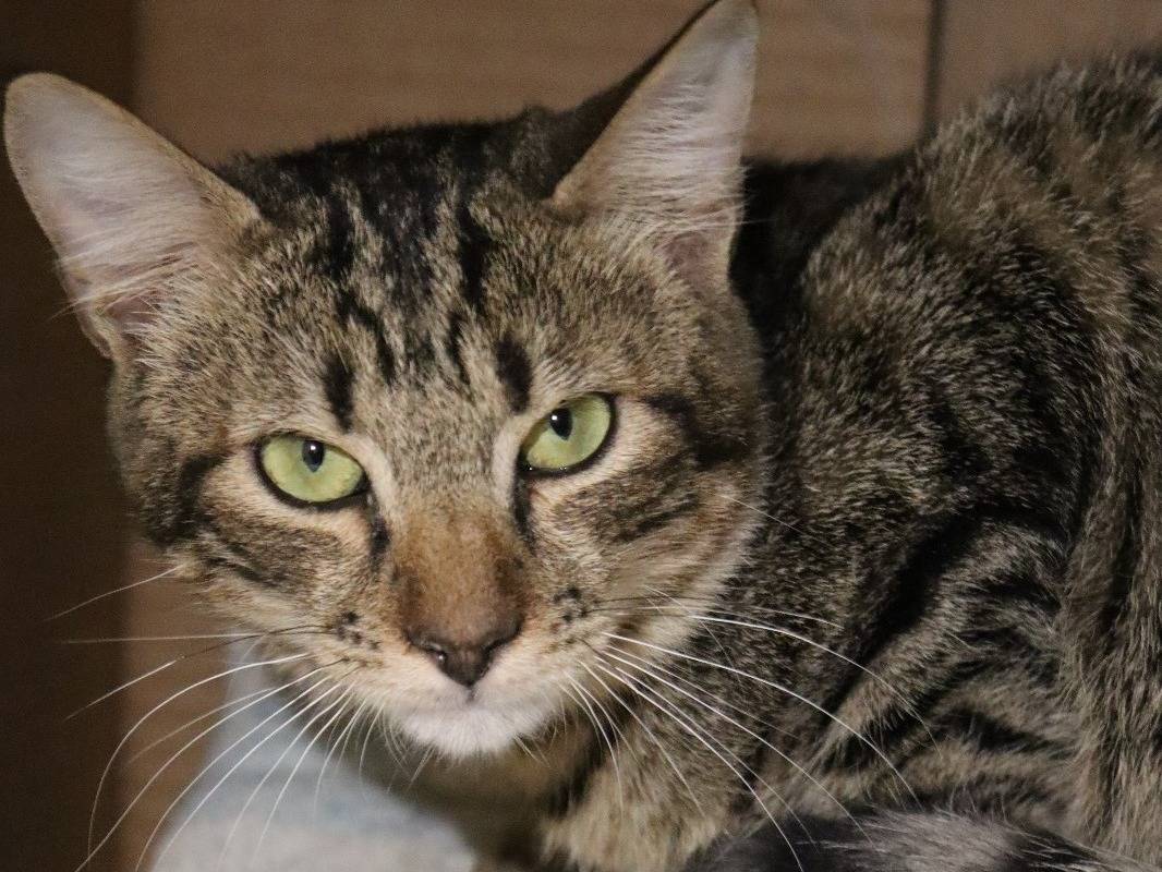 Adozione gatto, femmina, Razza sconosciuta Razza sconosciuta, 2 anni, taglia non valida, Milano