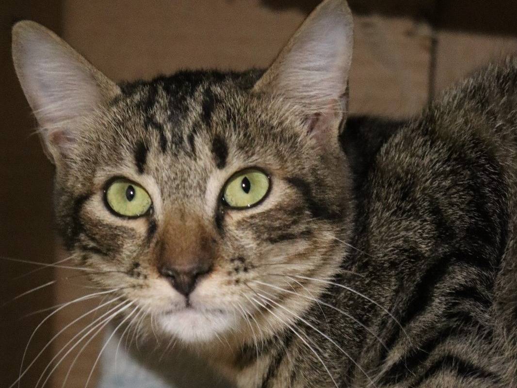 Adotta un gatto, femmina, 2 anni, Milano