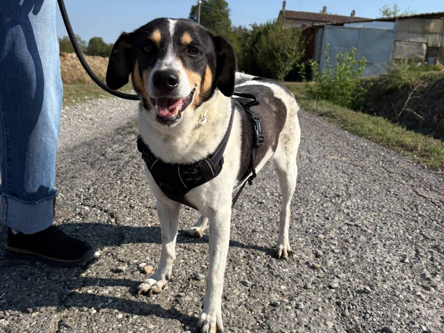 Adozione cane, maschio, Razza sconosciuta Razza sconosciuta, 13 anni e 8 mesi, taglia media contenuta, Piacenza