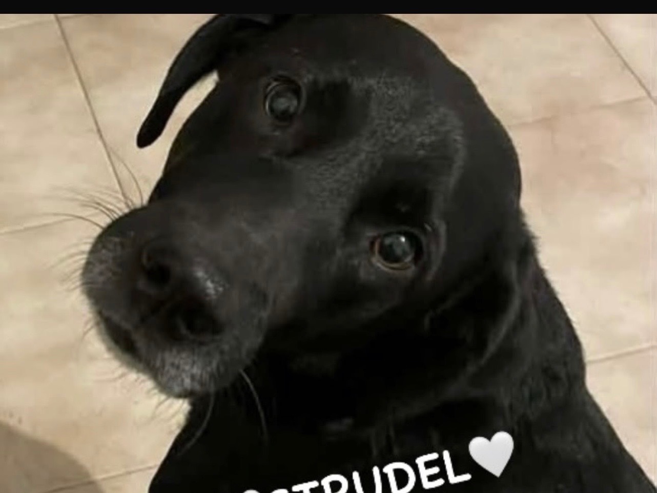Adozione cane, maschio, Razza sconosciuta Razza sconosciuta, 8 anni, taglia media, Alessandria