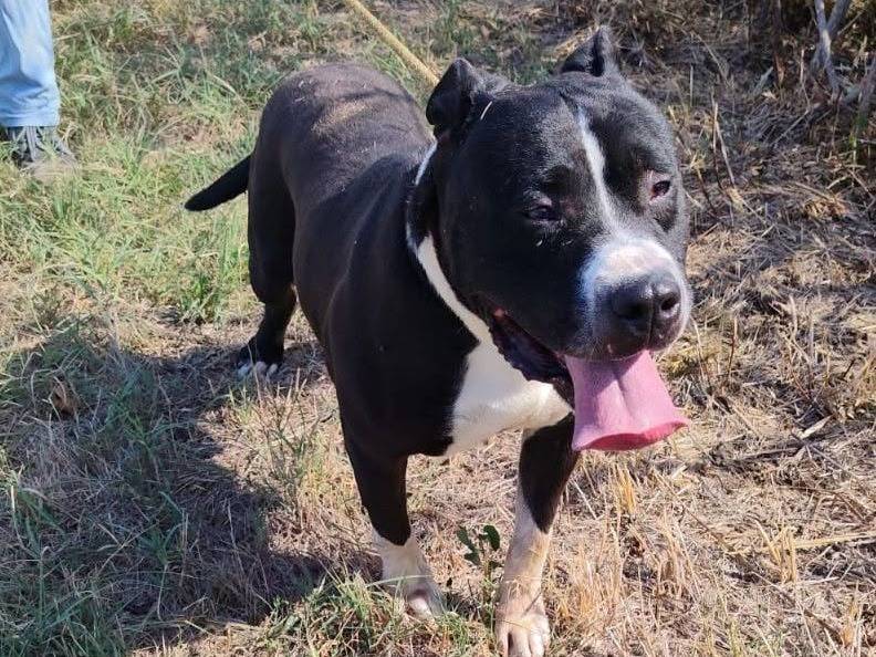 Adozione cane, maschio, Pitbull Razza sconosciuta, 10 anni e 8 mesi, taglia gigante, Piacenza