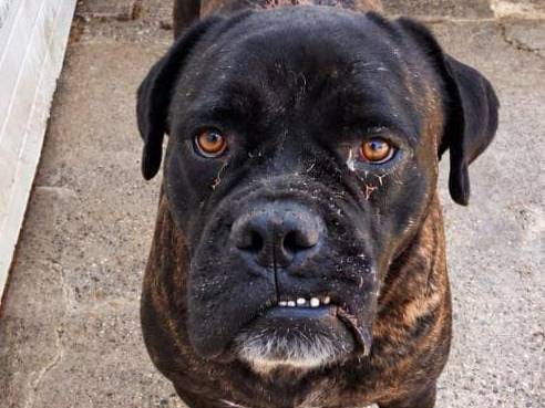 Adotta un cane, maschio, 7 anni e 1 mese, Livorno