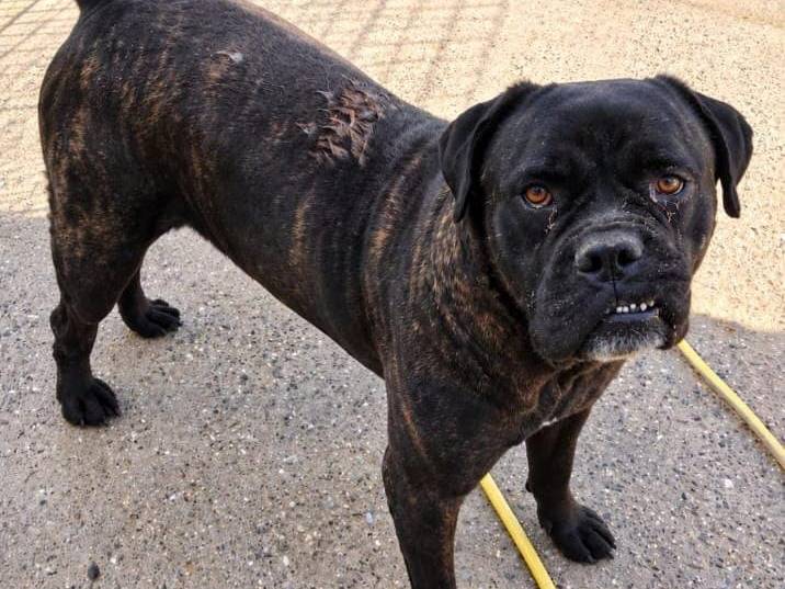 Adotta un cane, taglia grande, maschio, Livorno