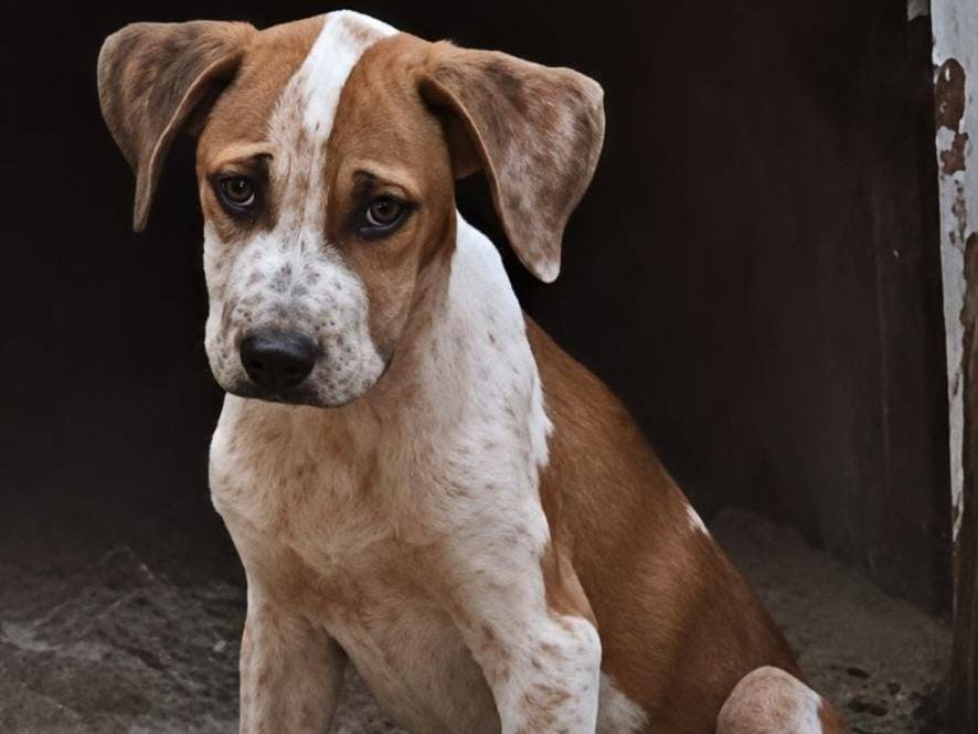 Adotta un cane, femmina, 6 mesi, Torino