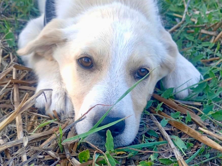 Adozione cane, femmina, Razza sconosciuta Razza sconosciuta, 3 mesi, taglia media, Savona