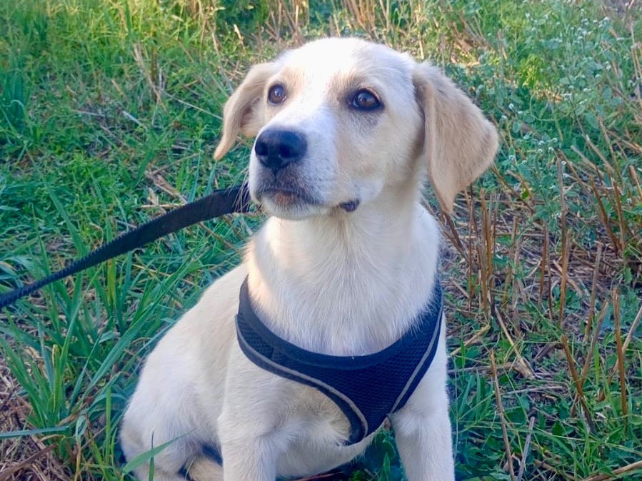 Adotta un cane, femmina, 3 mesi, Savona