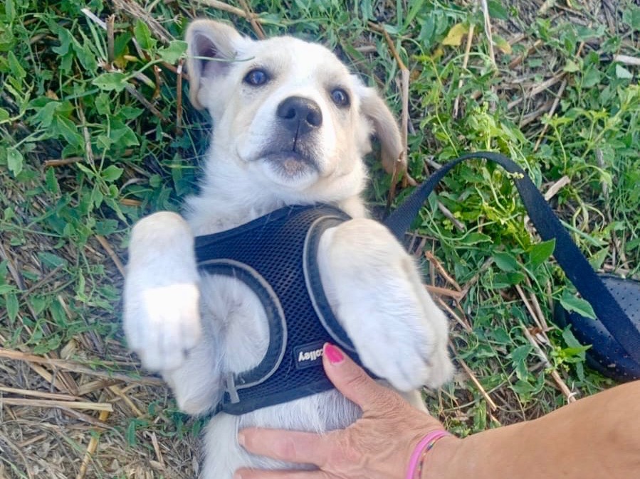 Adotta un cane, taglia media, femmina, Savona