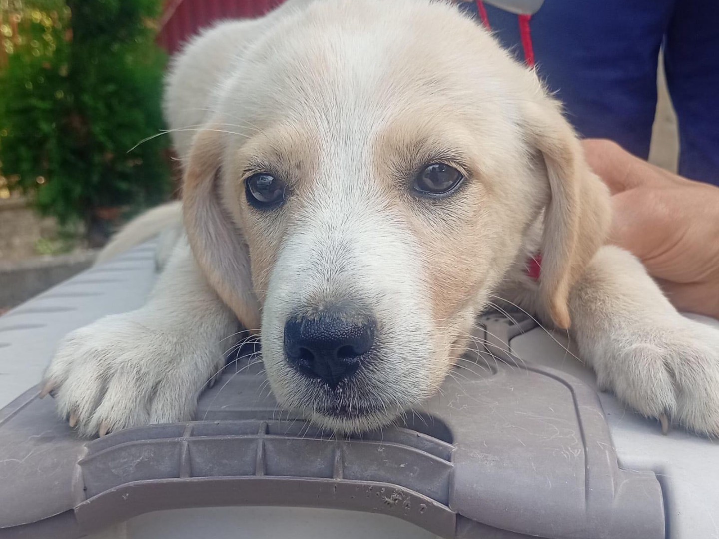 Vuoi adottare un cane a Savona?