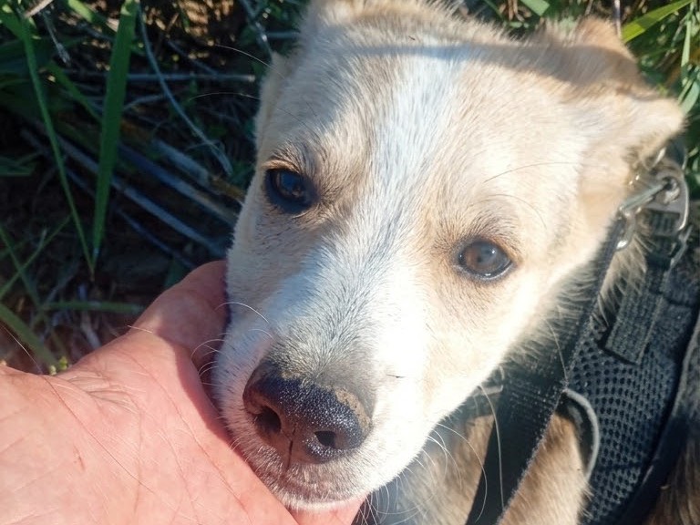 Adotta il cane Adele a Savona
