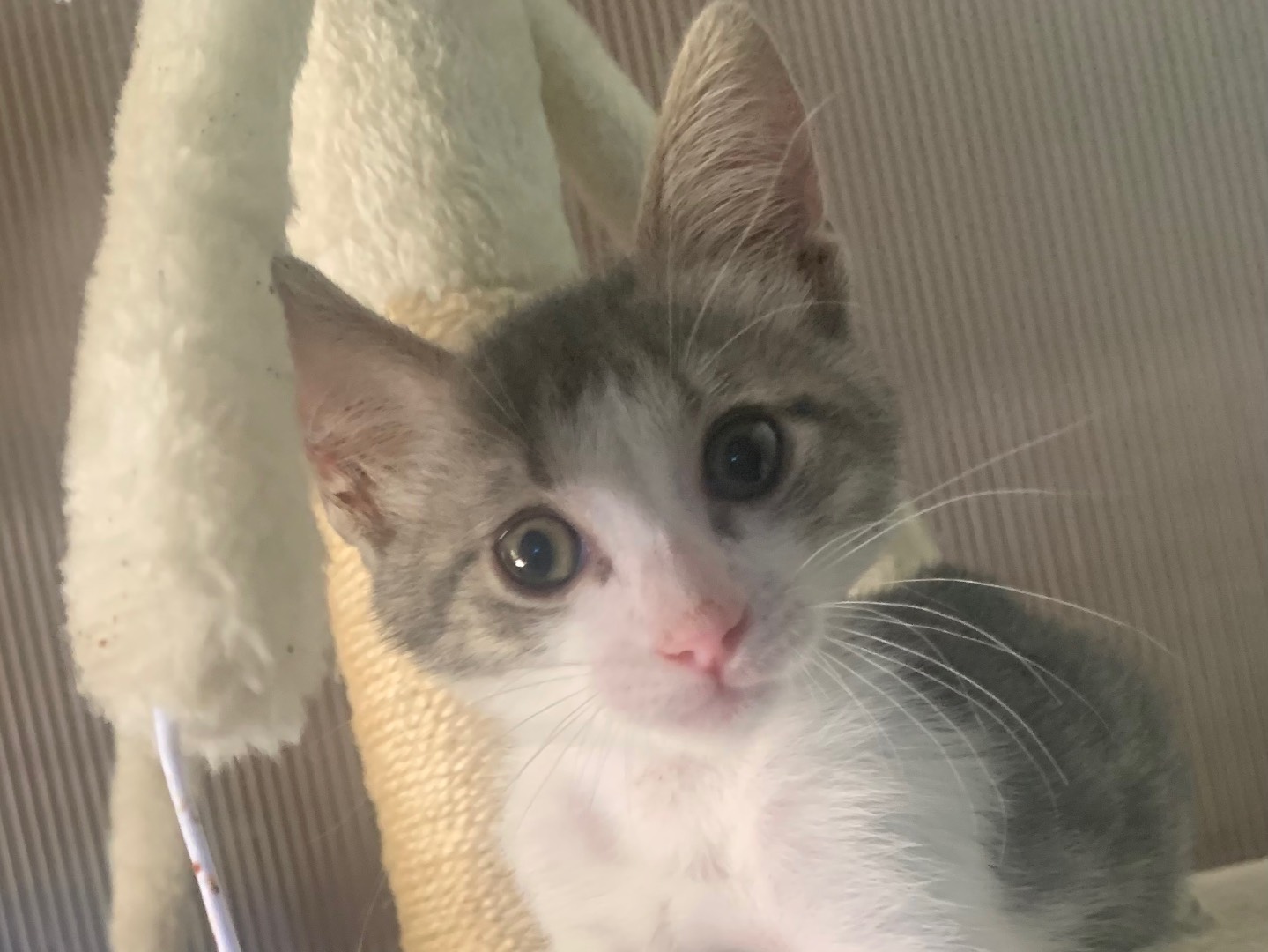 Vuoi adottare un gatto a Bari?
