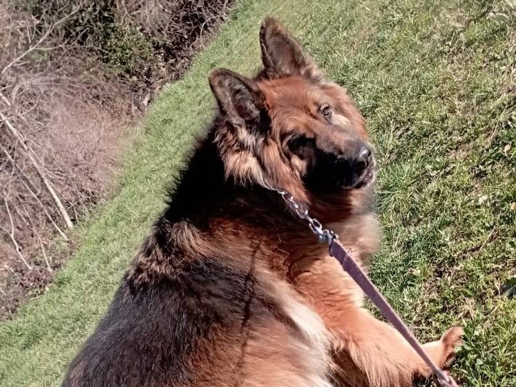 Vuoi adottare un cane a Lecco?