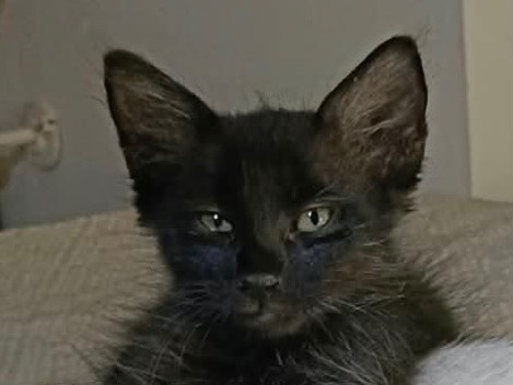 Vuoi adottare un gatto a Bari?