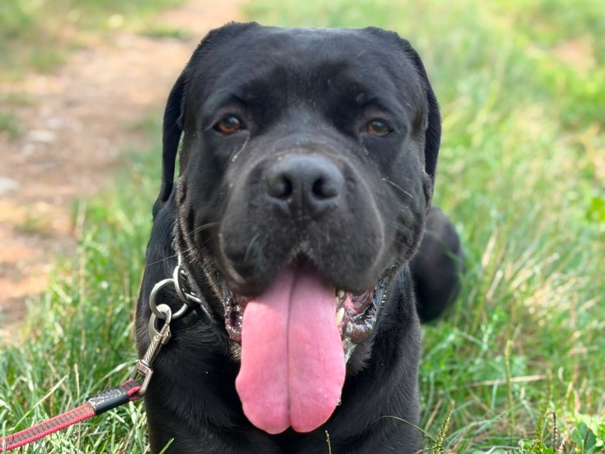 Adozione cane, maschio, Corso Razza sconosciuta, 5 anni e 1 mese, taglia gigante, Milano