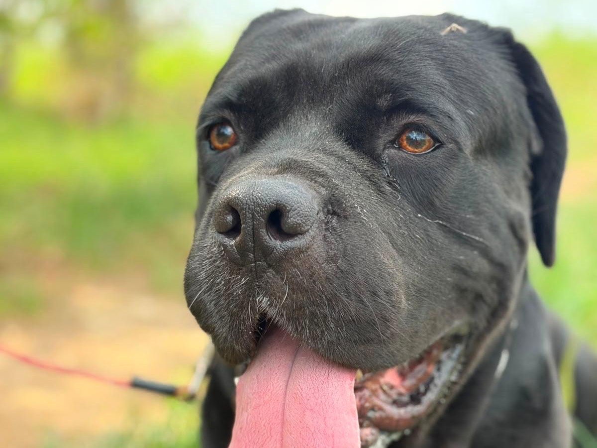 Adotta un cane, maschio, 5 anni e 1 mese, Milano