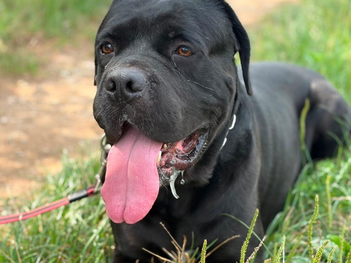 Adotta un cane, taglia gigante, maschio, Milano