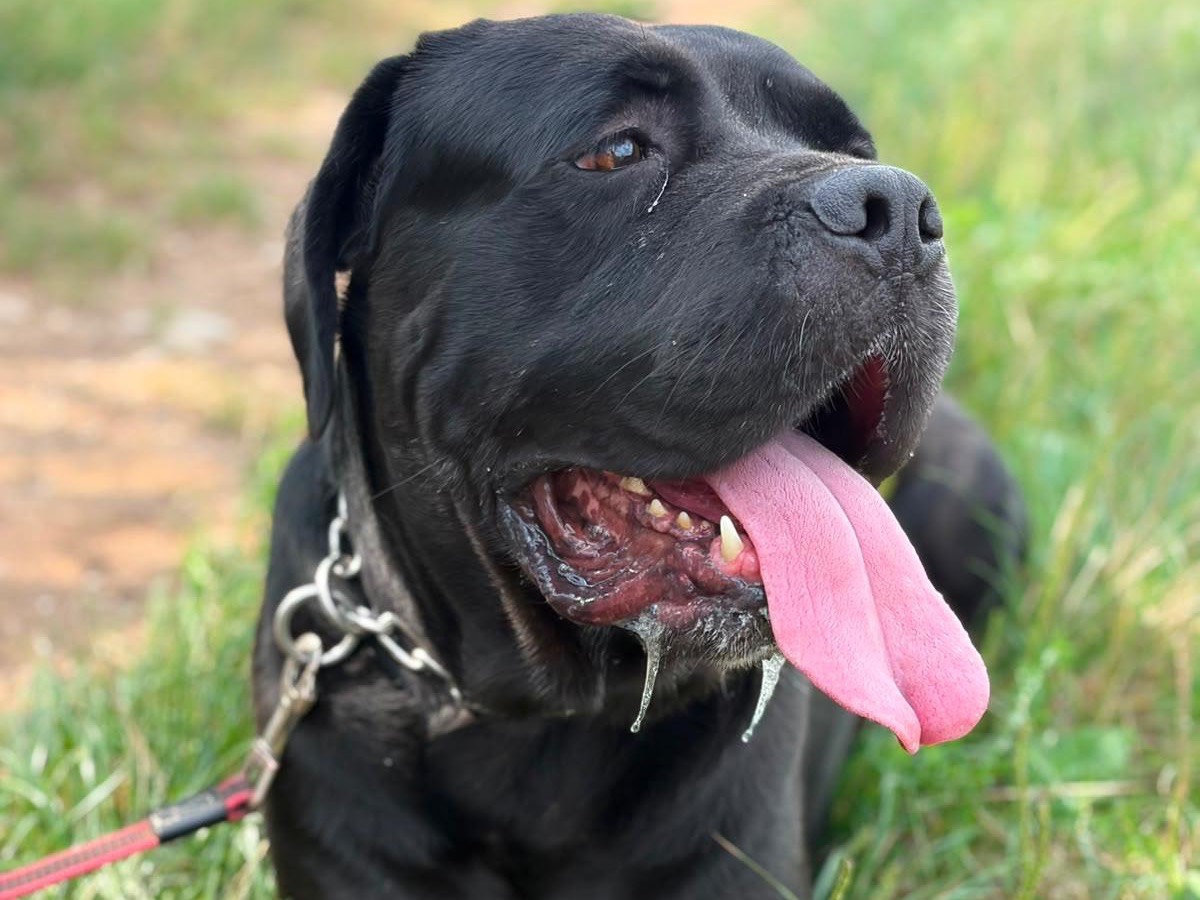 Vuoi adottare un cane a Milano?