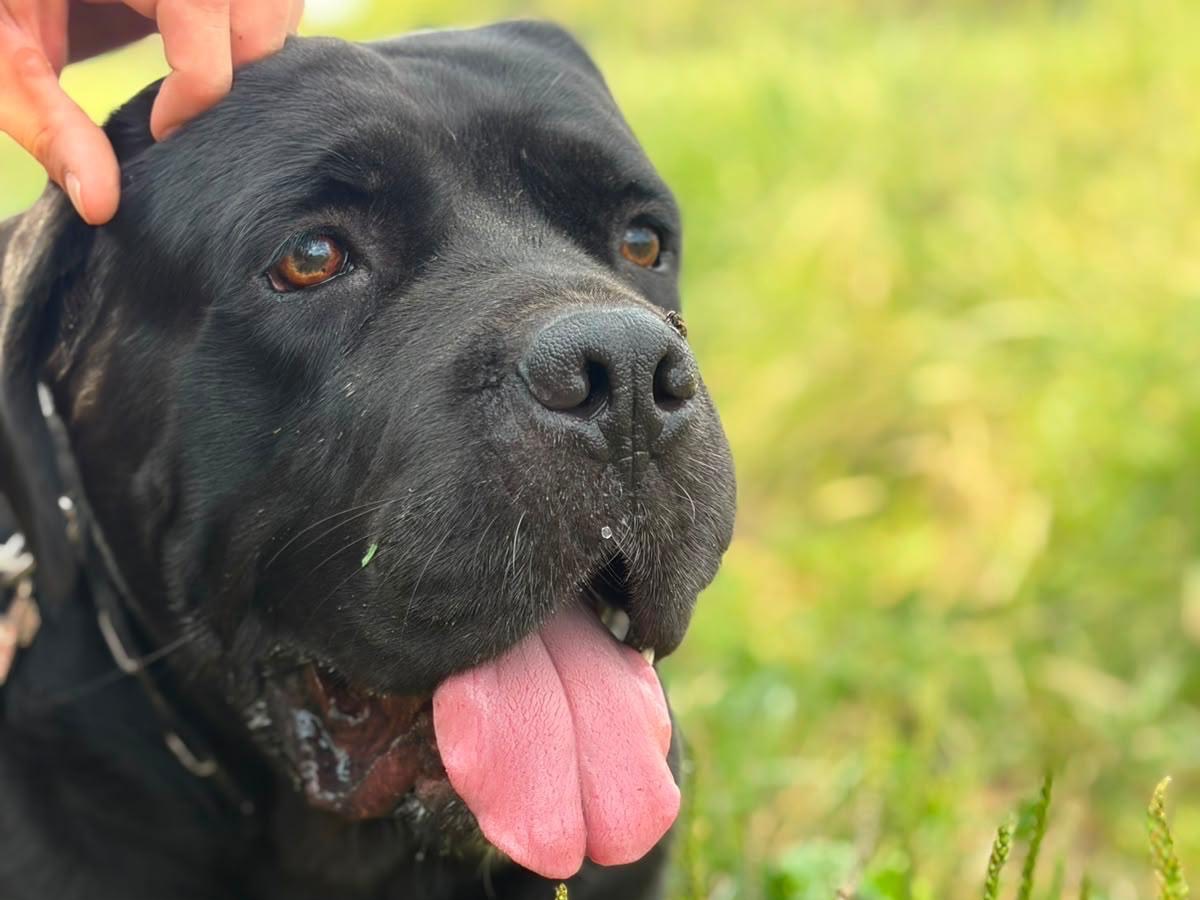 Adotta il cane Dado a Milano