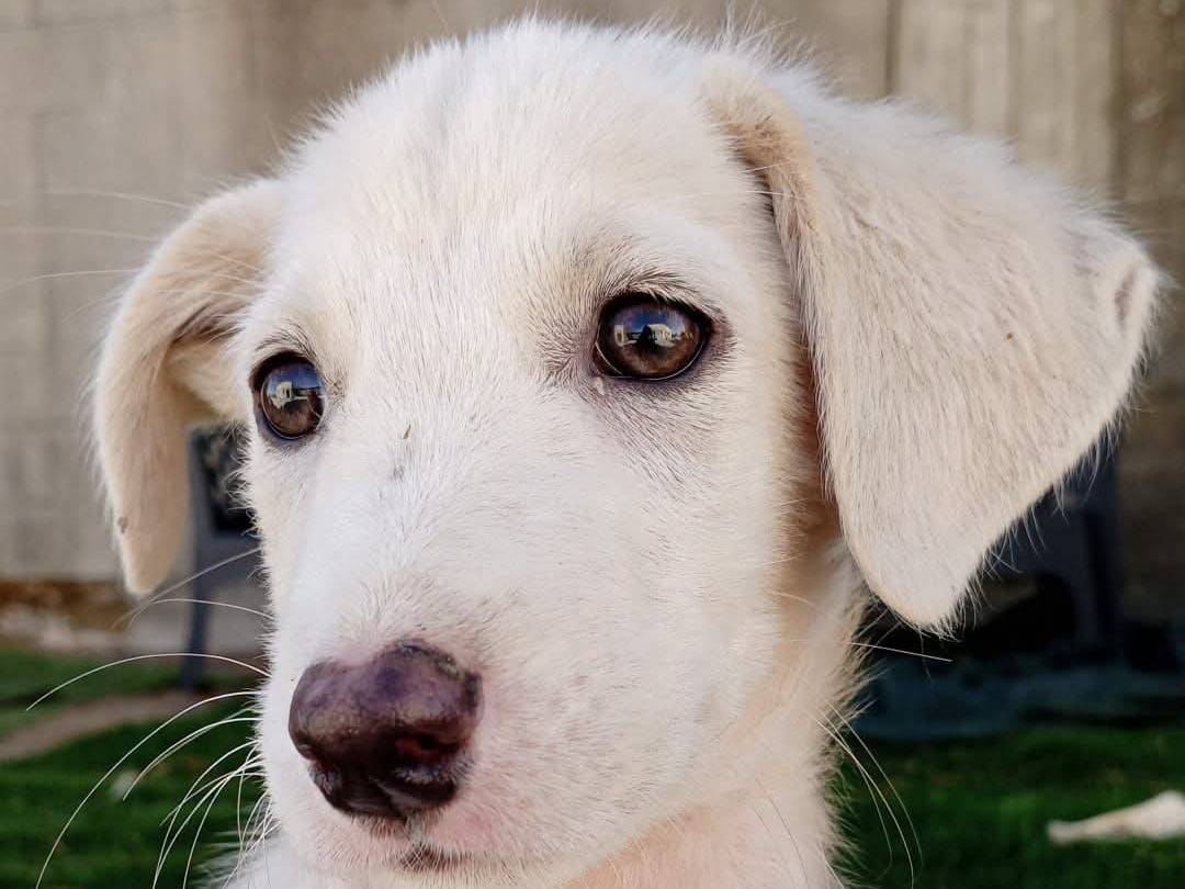 Adotta un cane, maschio, 3 mesi, Crotone