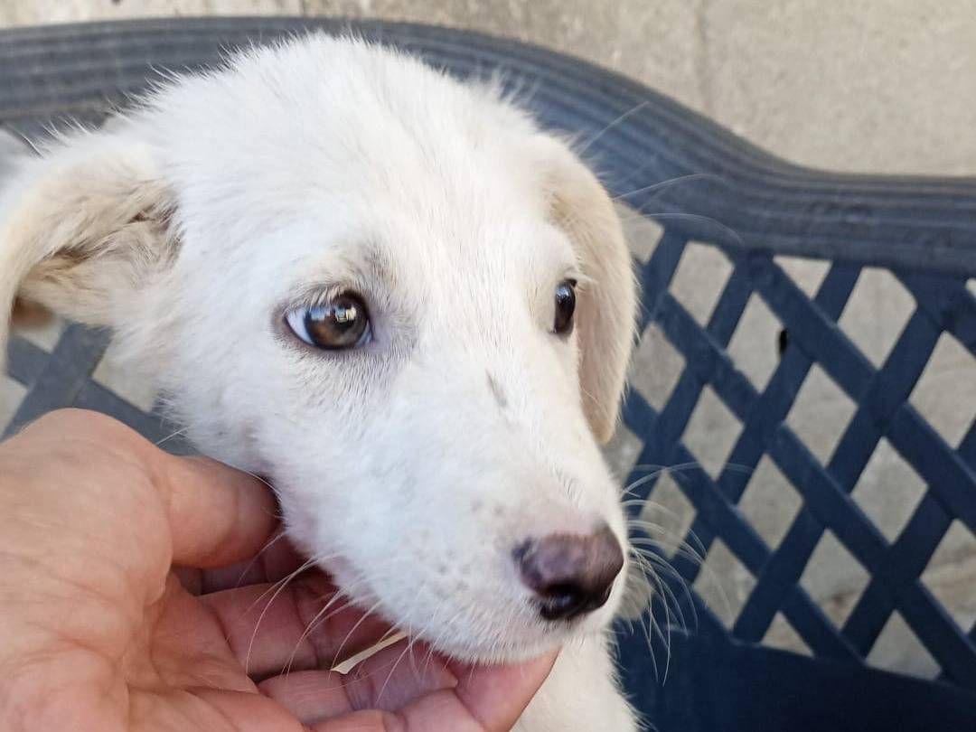 Adotta un cane, taglia media, maschio, Crotone