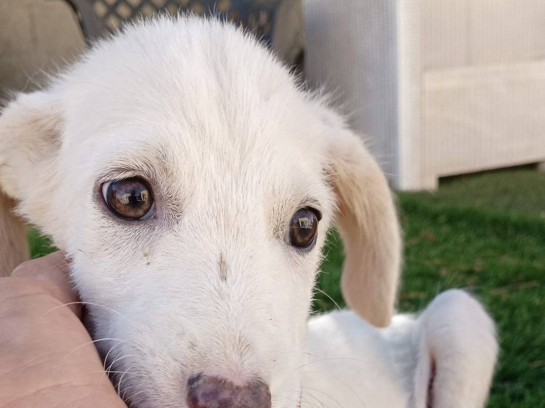 Vuoi adottare un cane a Crotone?