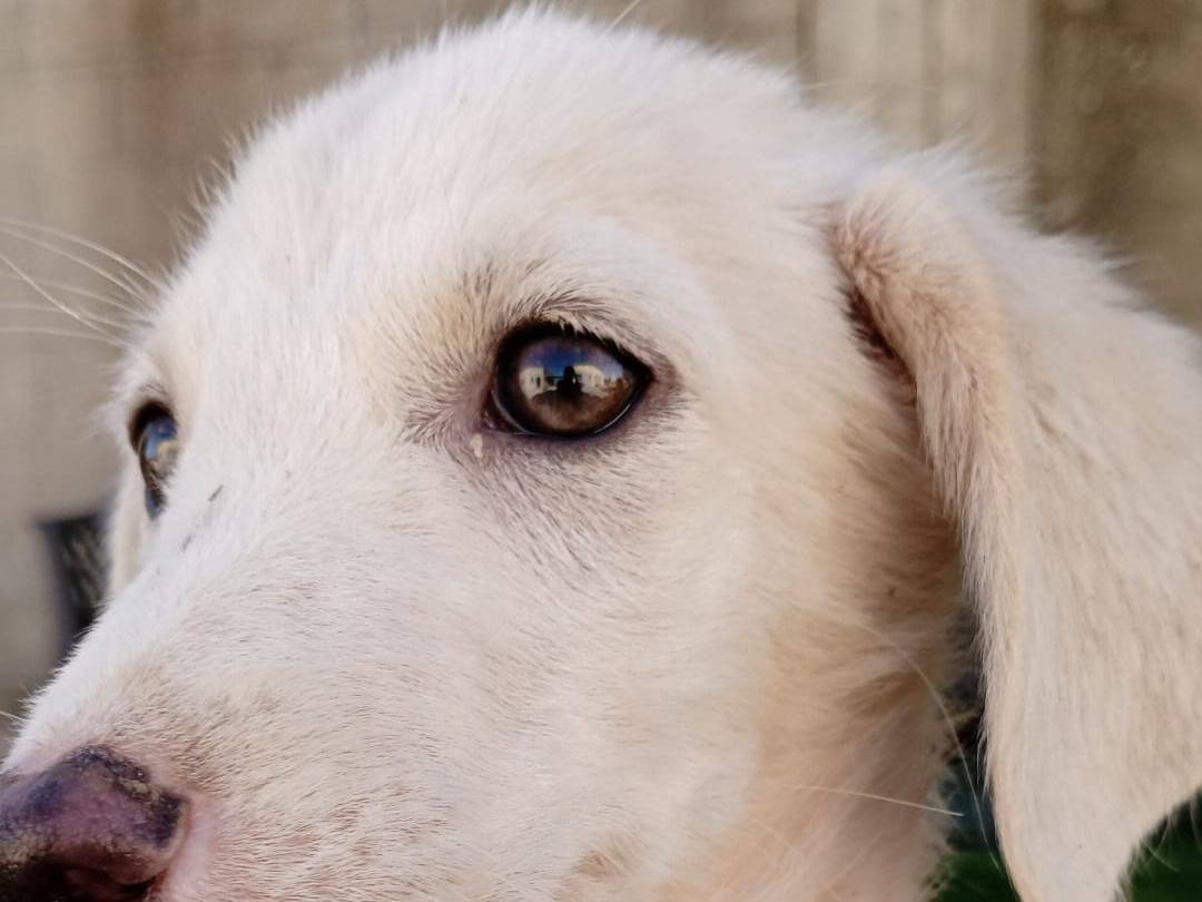 Adotta il cane Luchino a Crotone