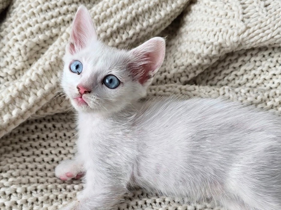 Adozione gatto, femmina, Razza sconosciuta Razza sconosciuta, 2 mesi, taglia non valida, Bari