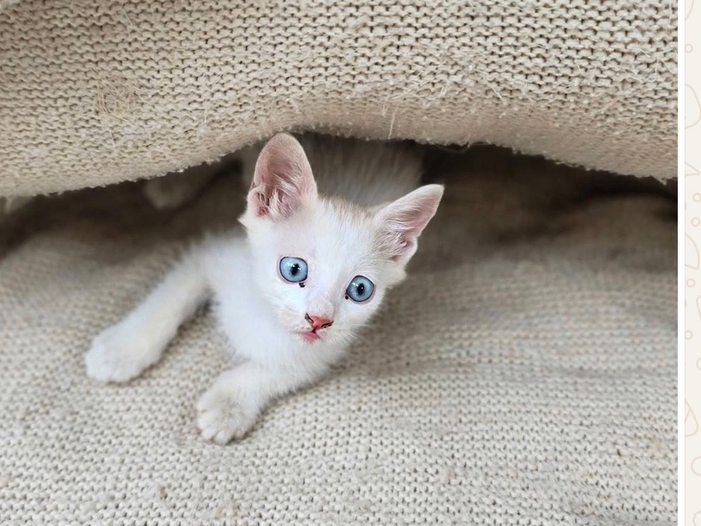 Adotta un gatto, femmina, 2 mesi, Bari